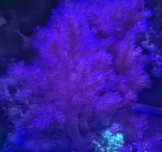 £10 Pink Kenya tree soft coral