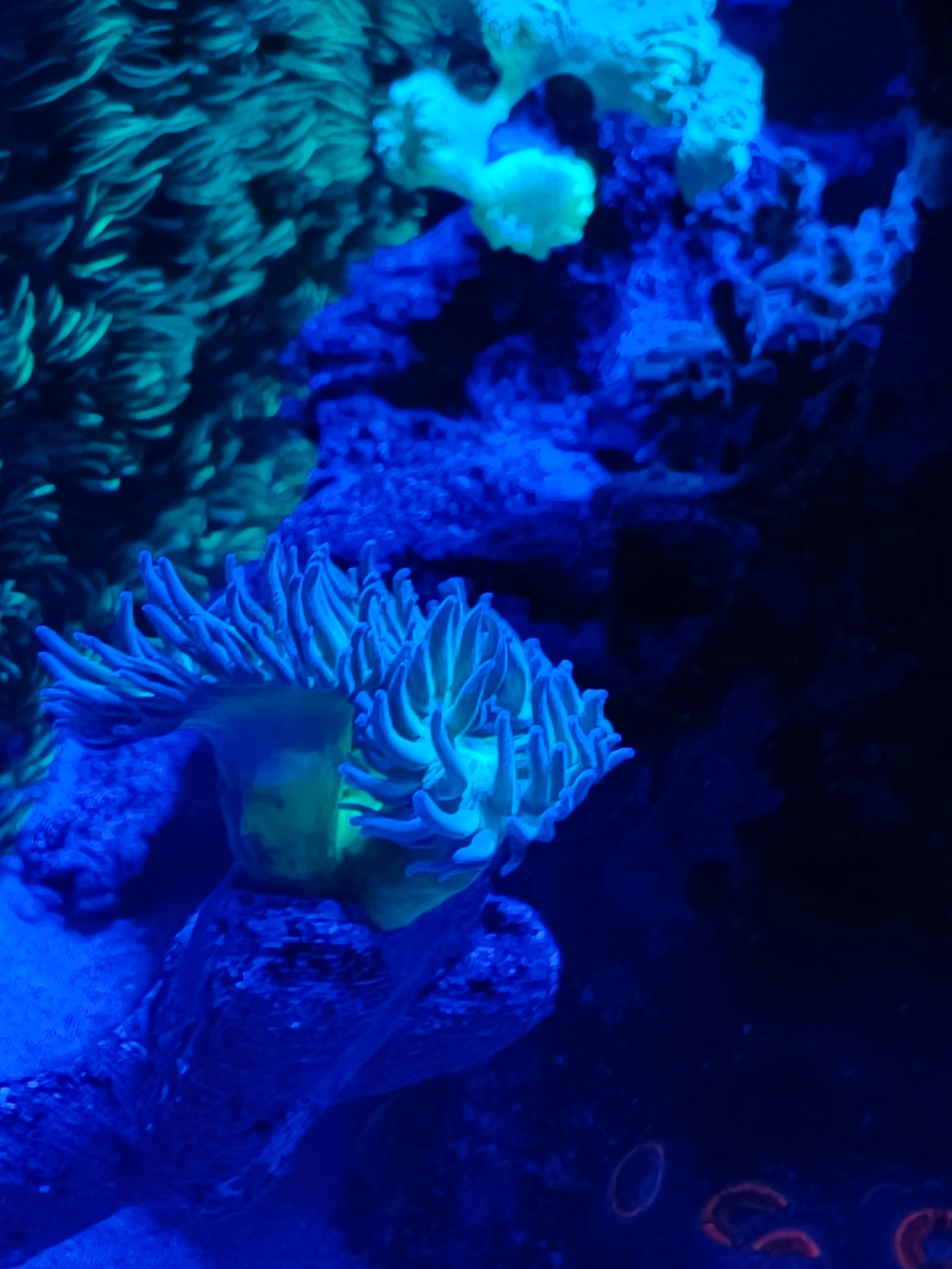 Australian green stem Duncan coral