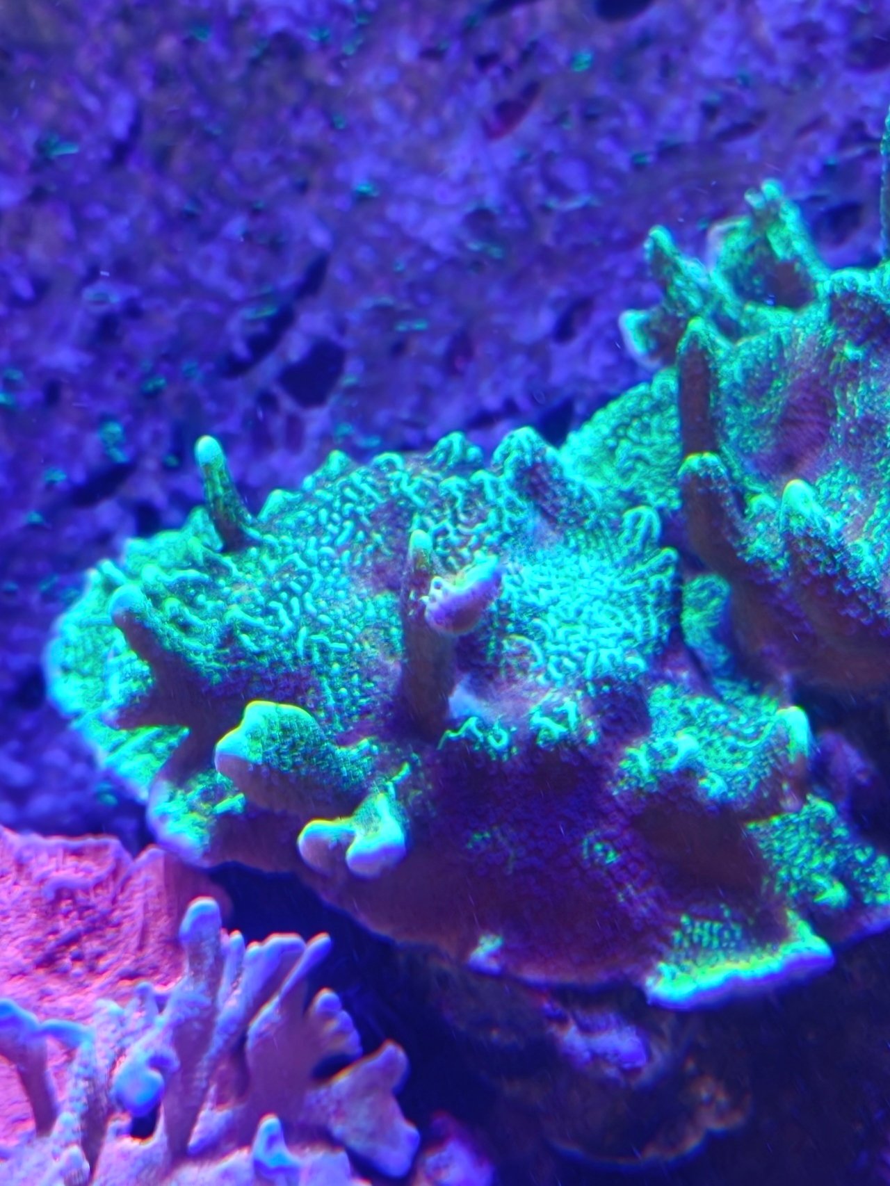 £50 Montipora confusa sps coral