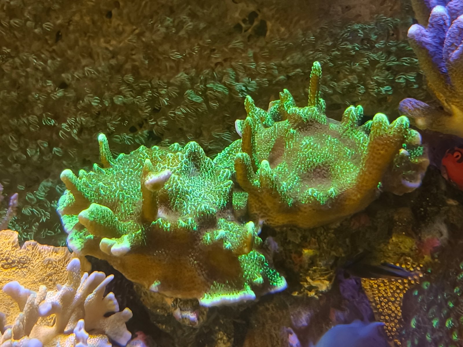 £50 Montipora confusa sps coral