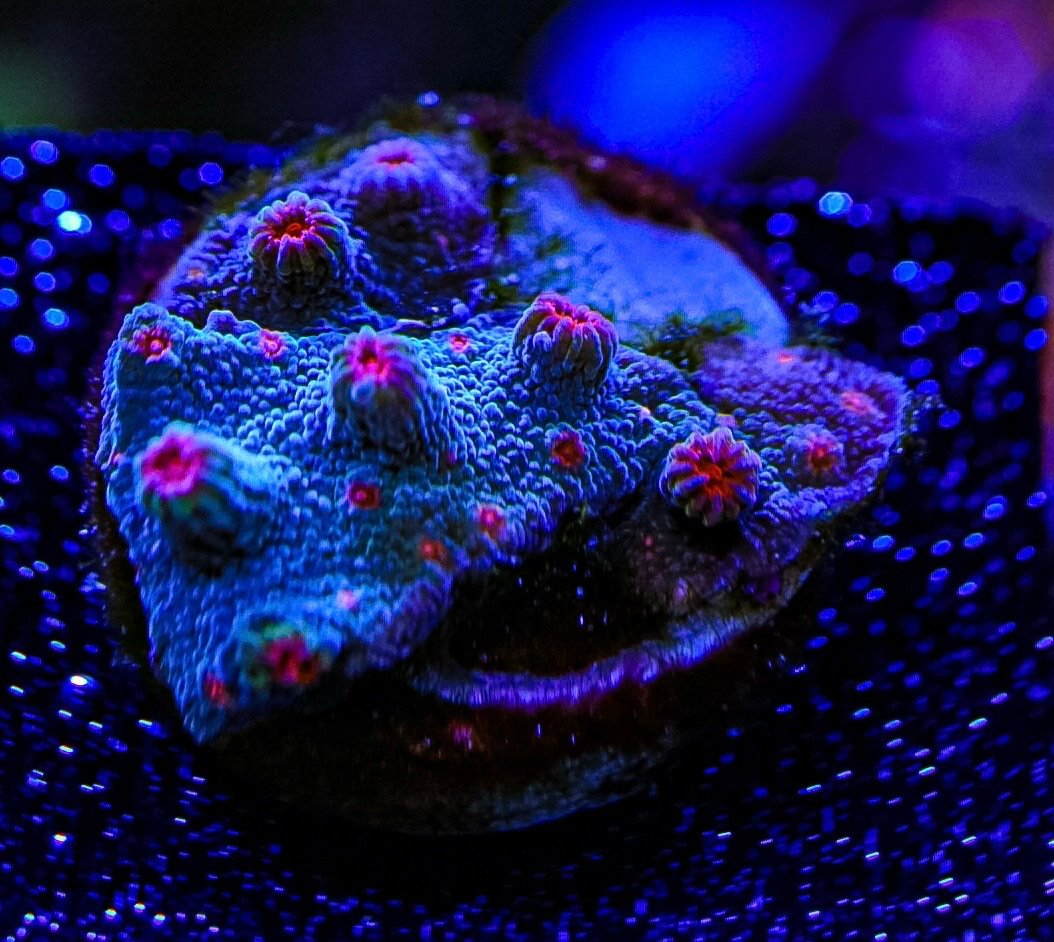 WYSIWYG Branching Cyphastrea Decadia