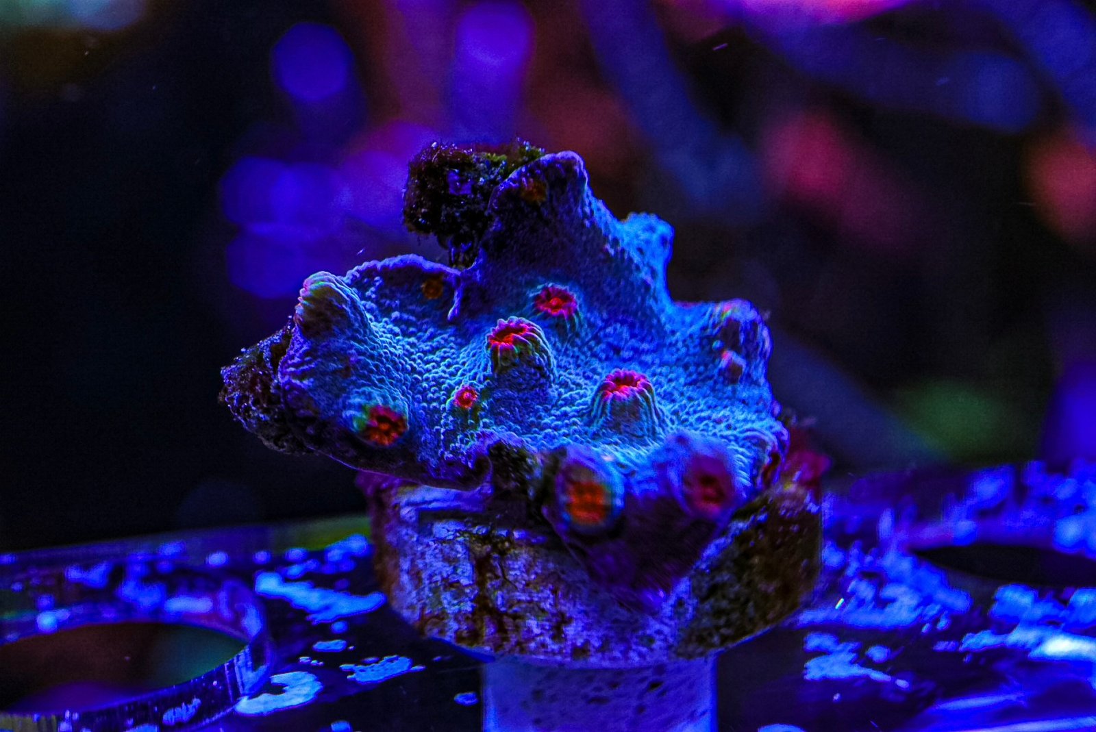 Branching Cyphastrea Decadia