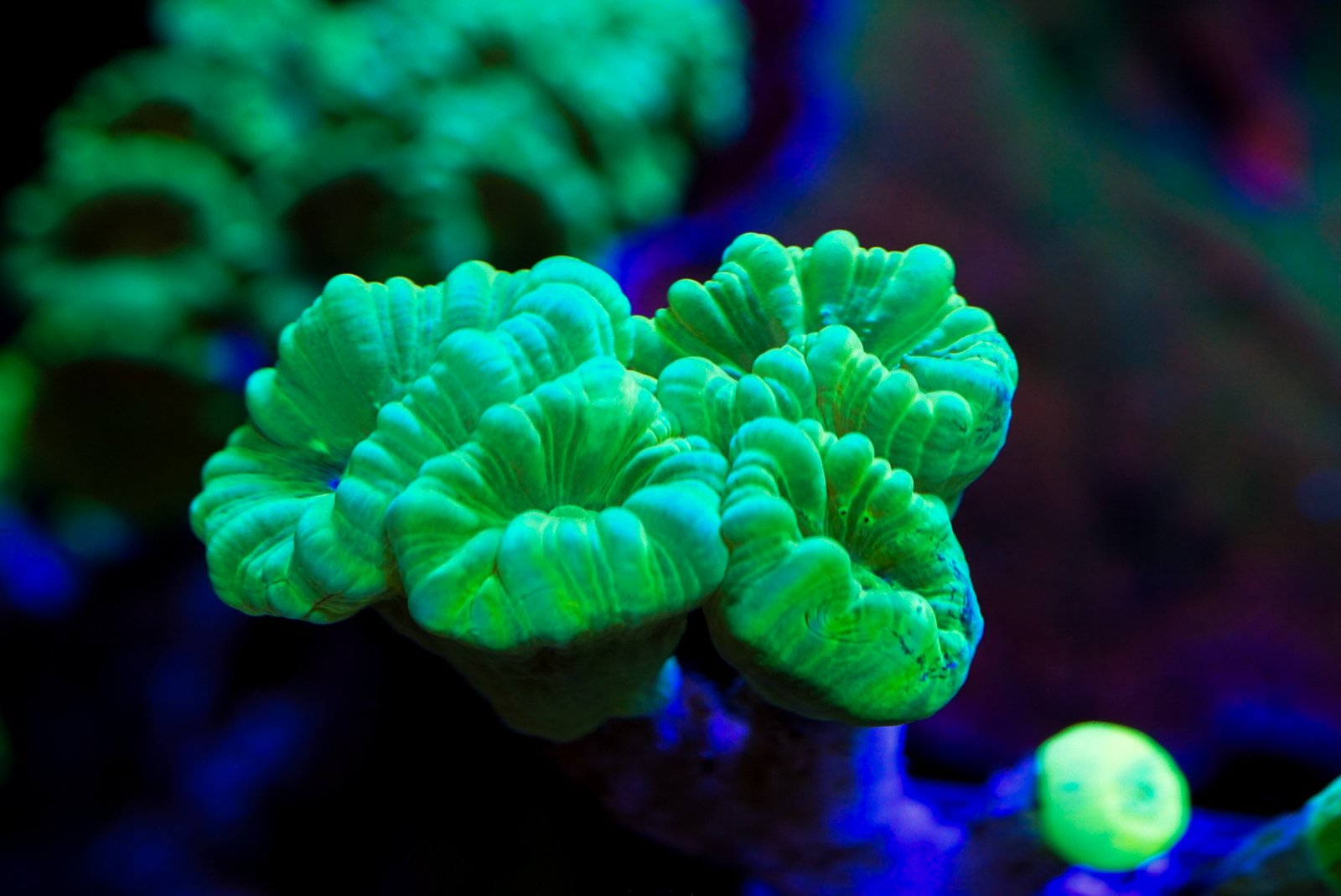 Neon Green Candy Cane