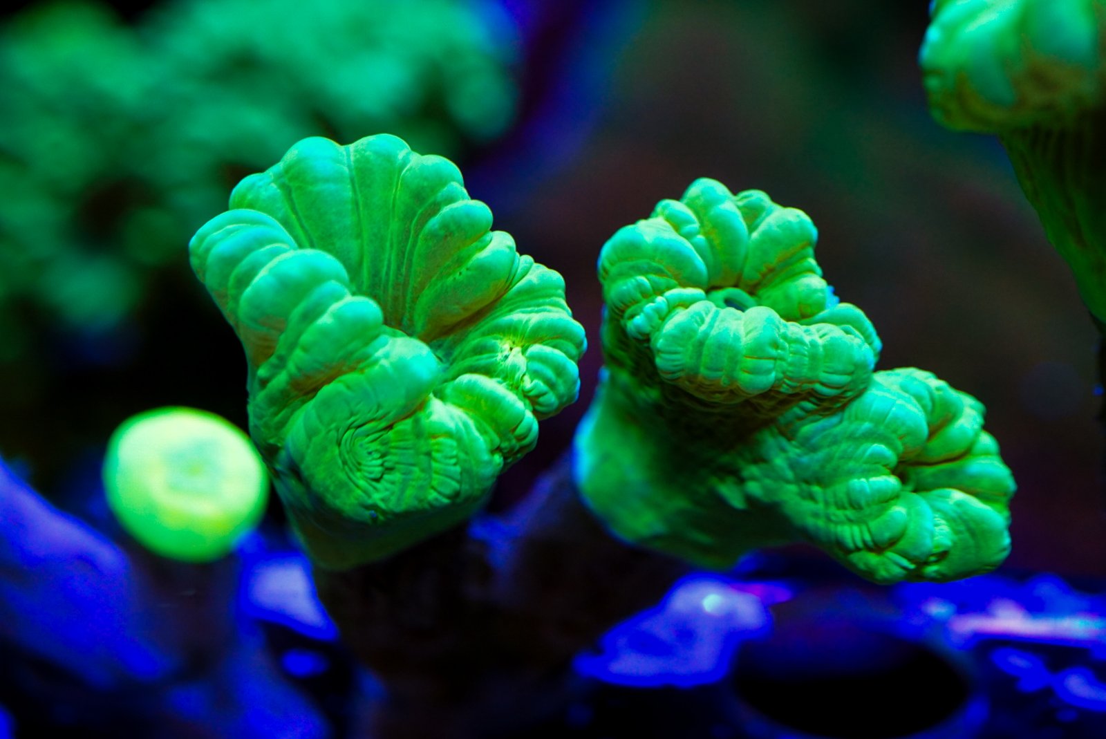 Neon Green Candy Cane