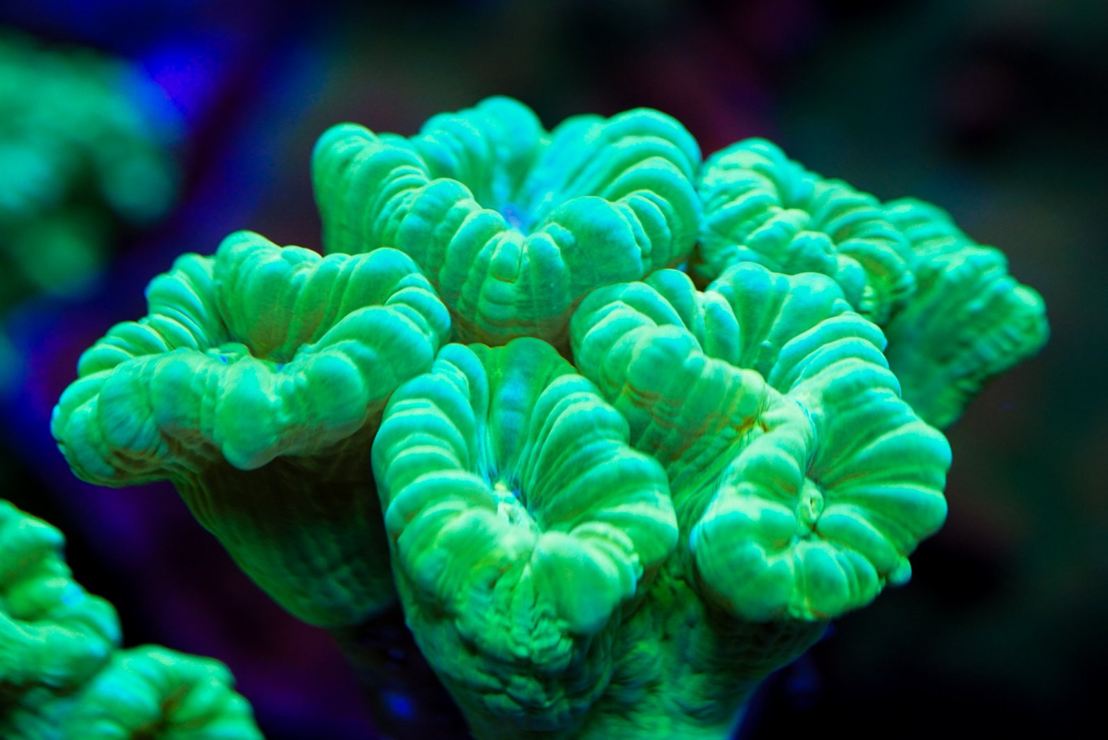Neon Green Candy Cane