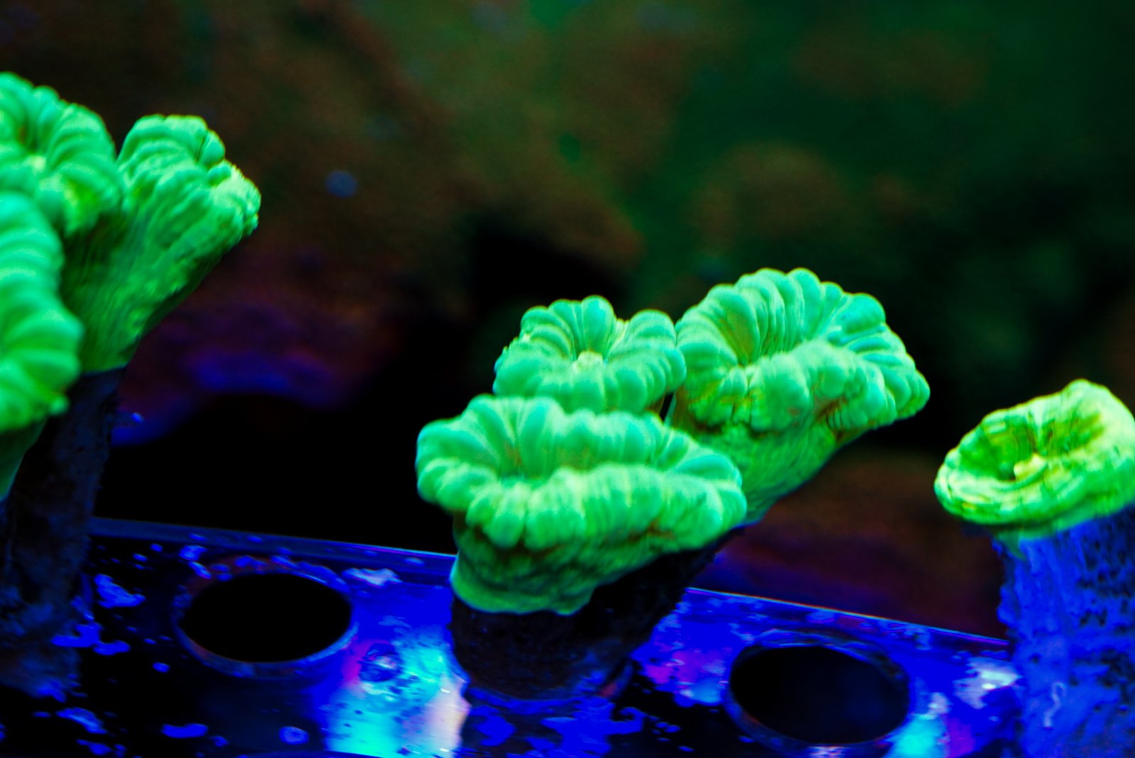 Neon Green Candy Cane