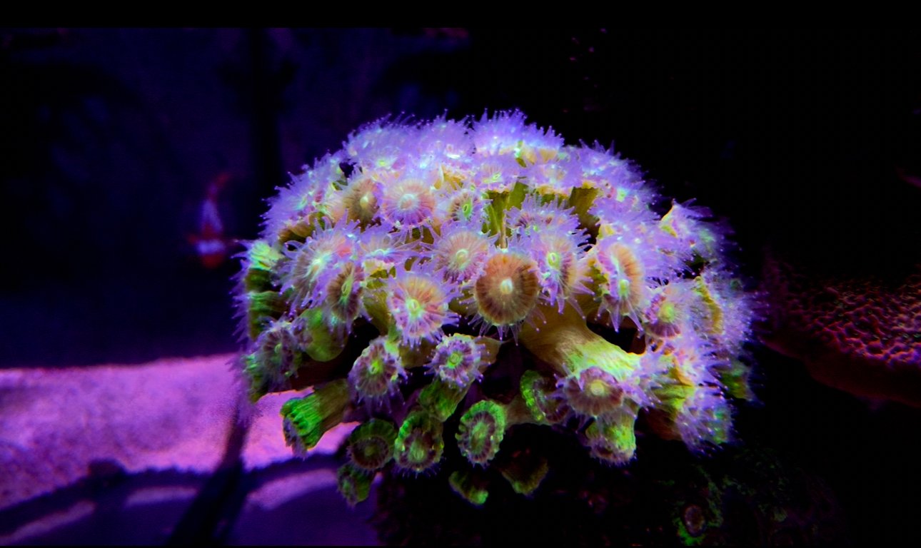 Neon Green Candy Cane
