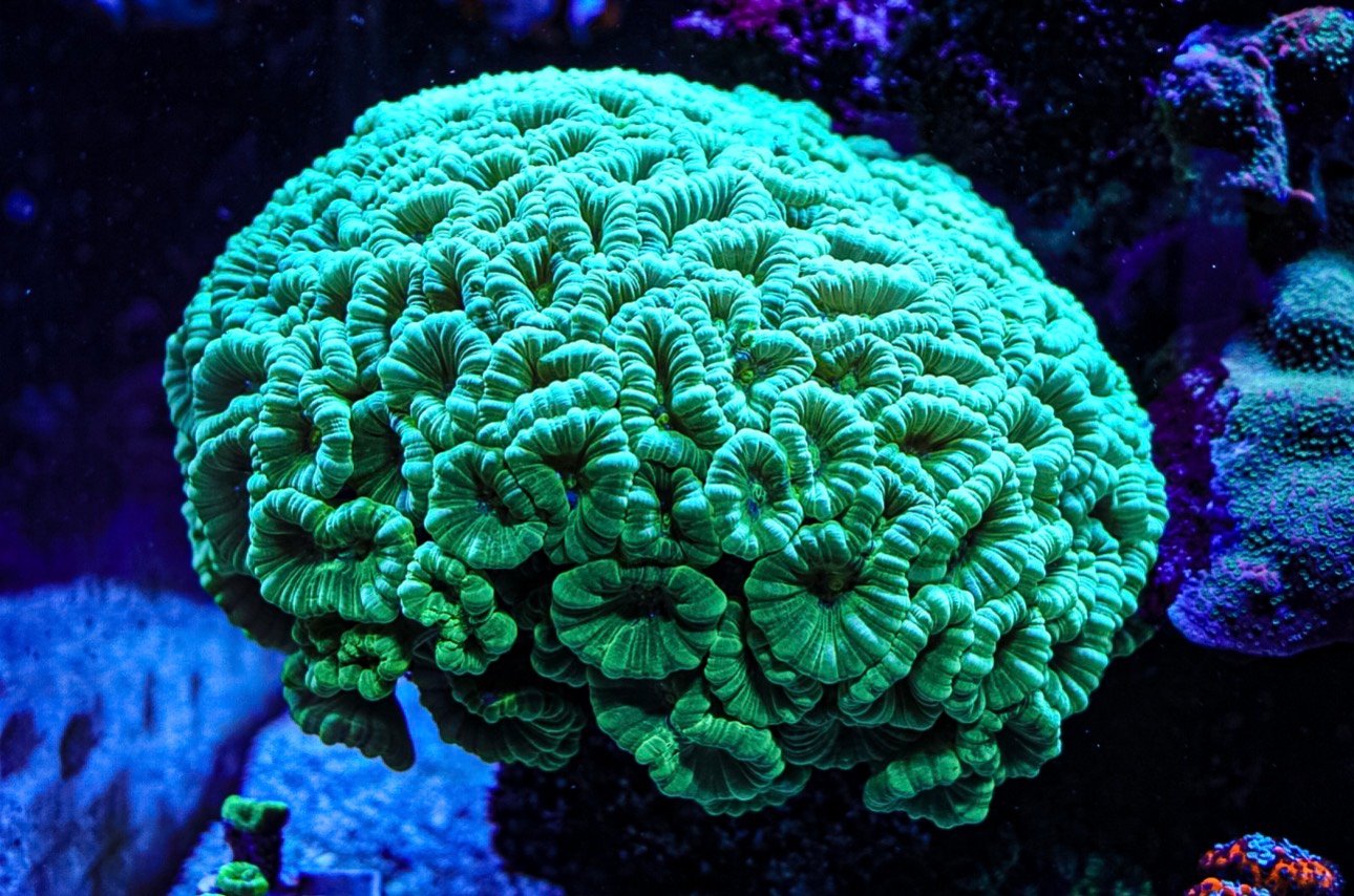 Neon Green Candy Cane