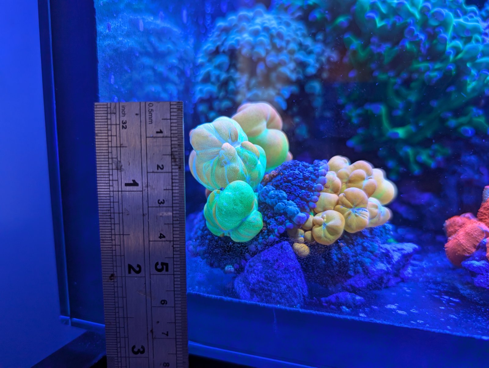 x2 WWC Bounce Mushroom (both attached to same rock)