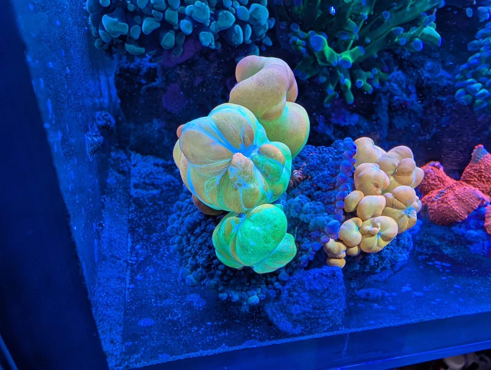 x2 WWC Bounce Mushroom (both attached to same rock)