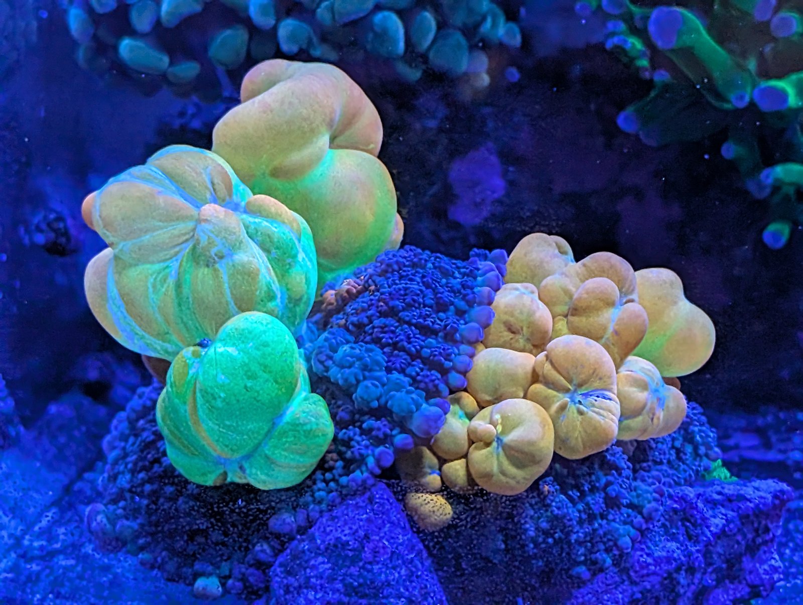 x2 WWC Bounce Mushroom (both attached to same rock)