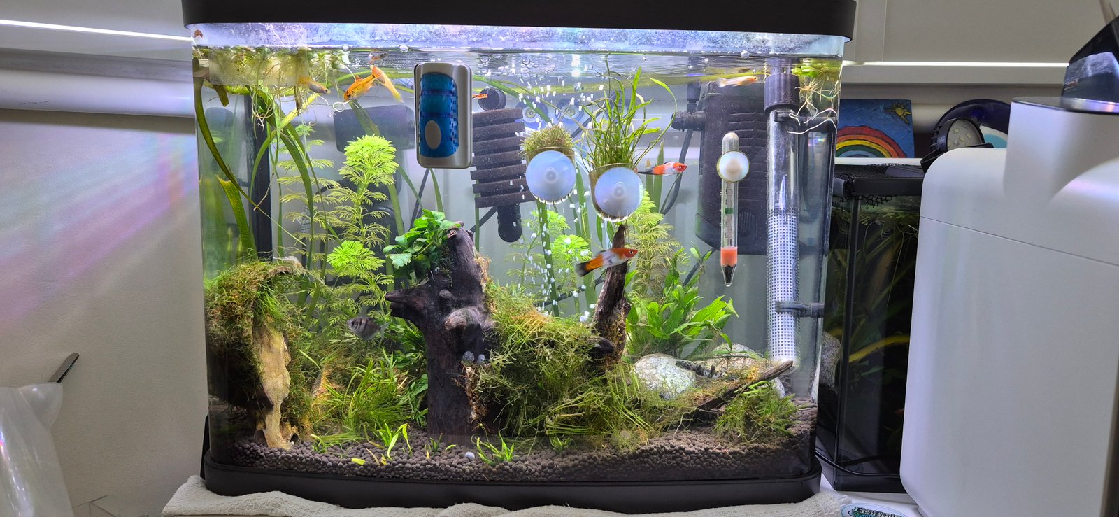 🐠 40L Love Fish Panorama — Complete established aquarium for sale