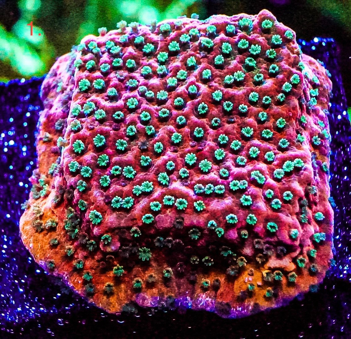 Various sps corals cheap postage