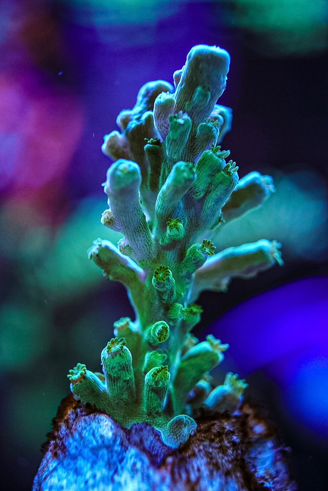 Various sps corals cheap postage
