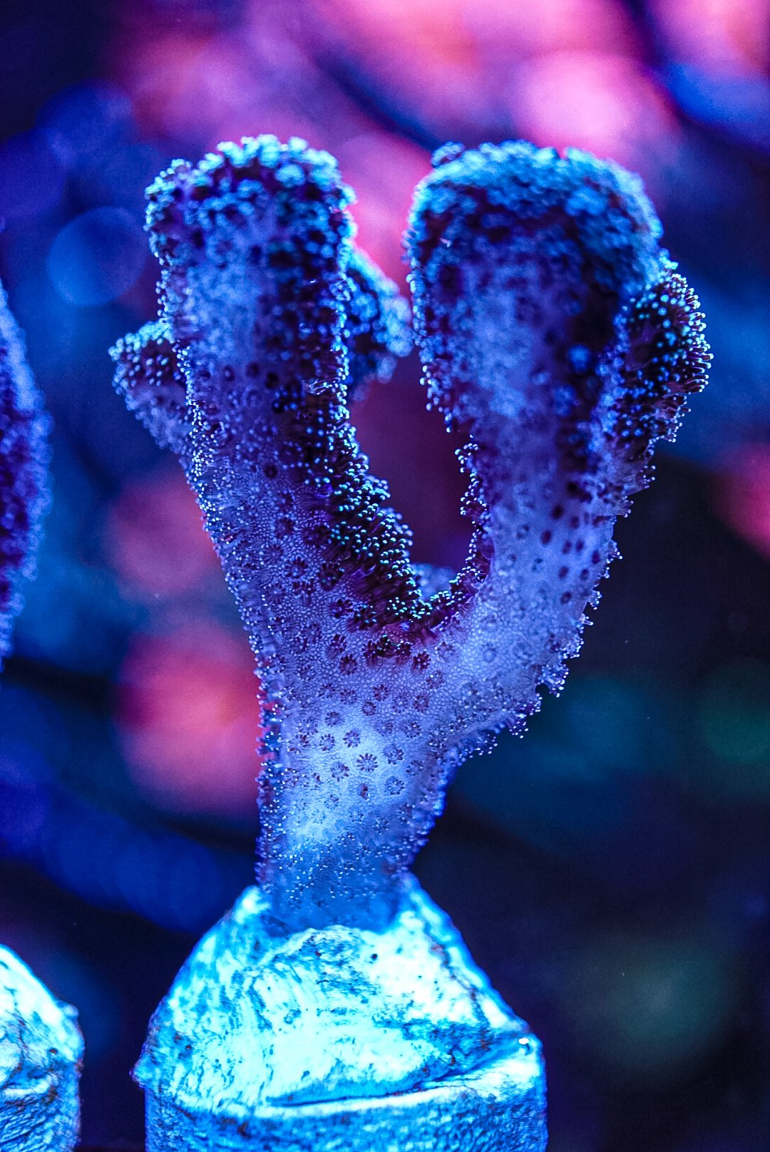 Various sps corals cheap postage
