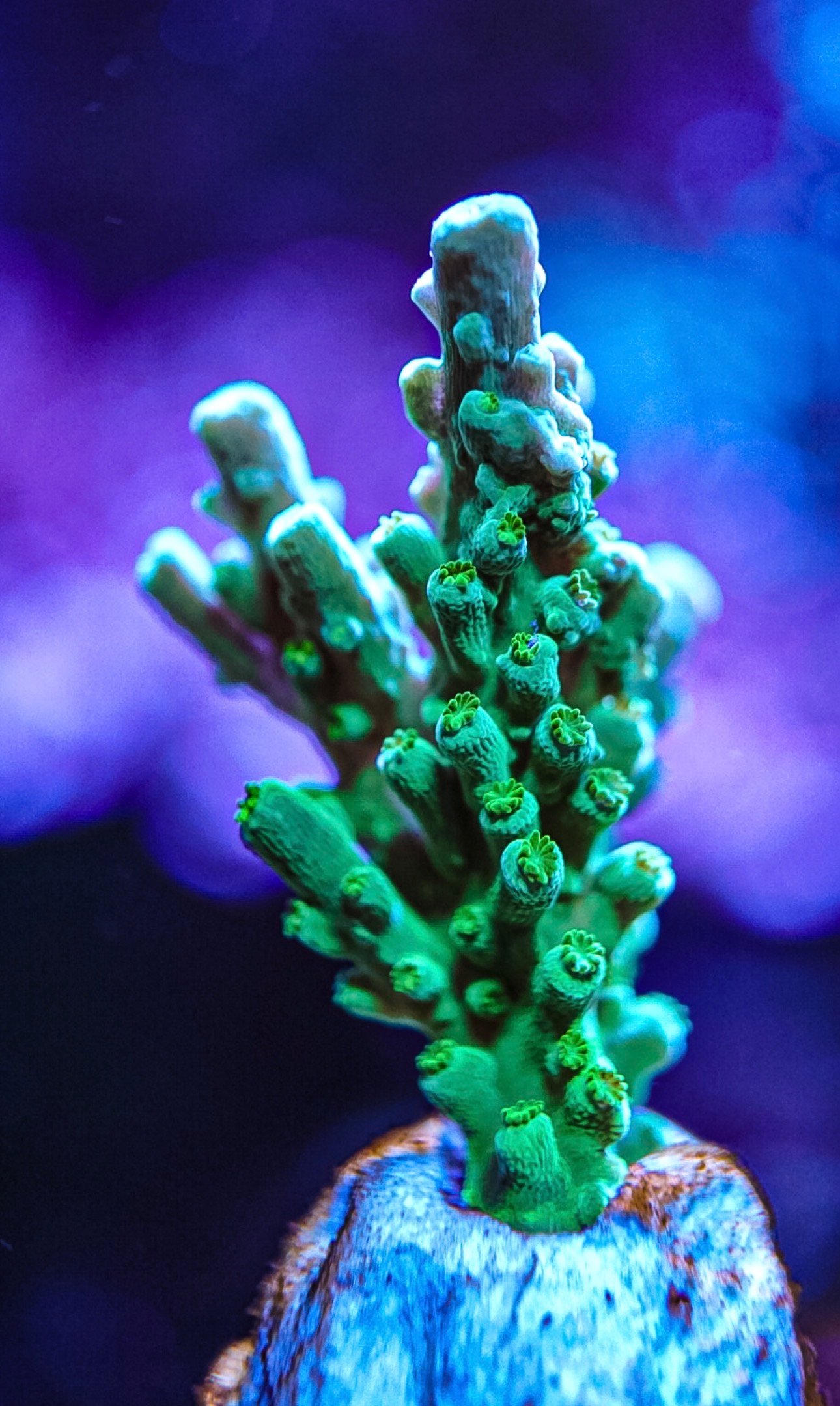 Various sps corals cheap postage