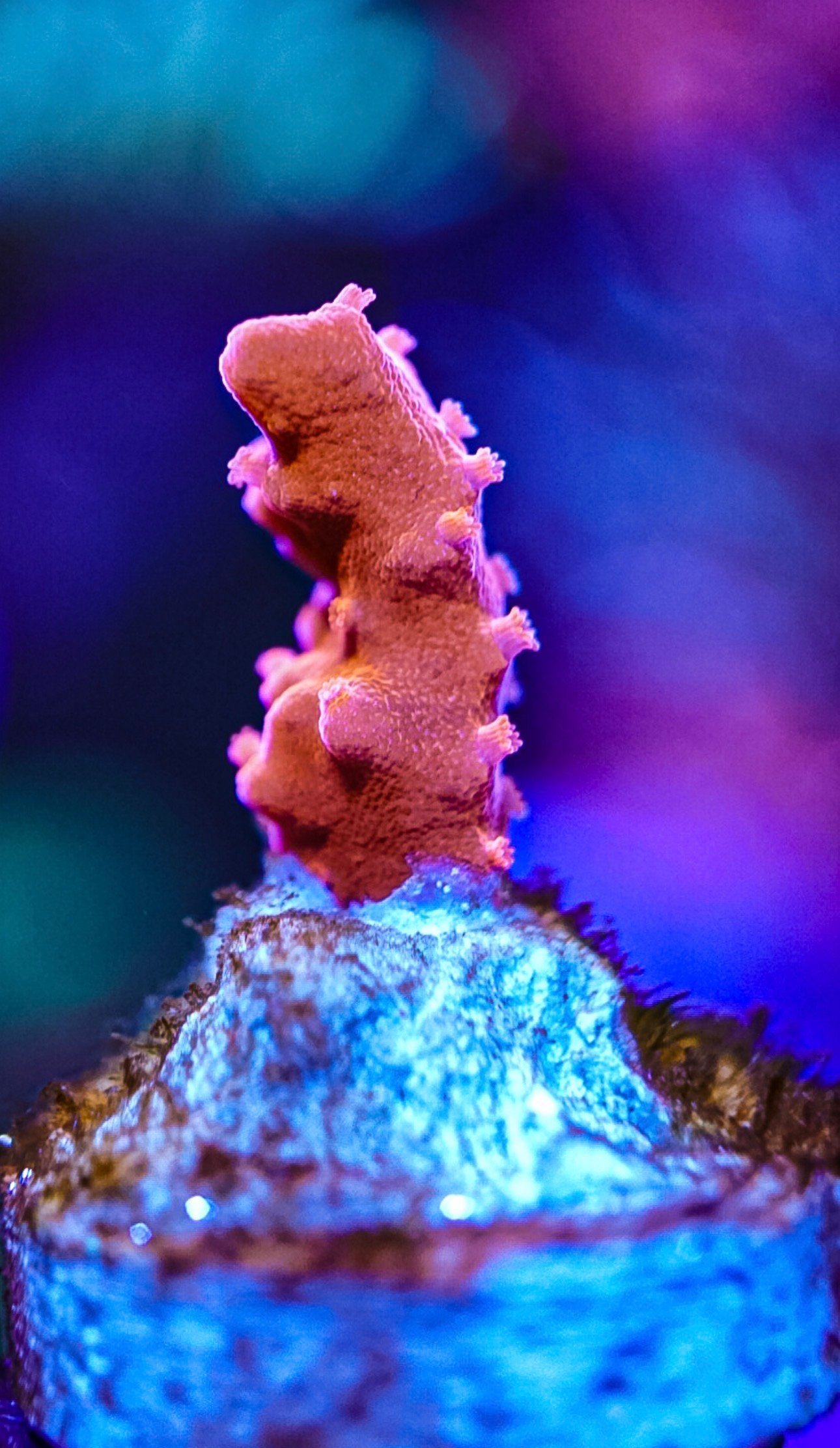 Various sps corals cheap postage
