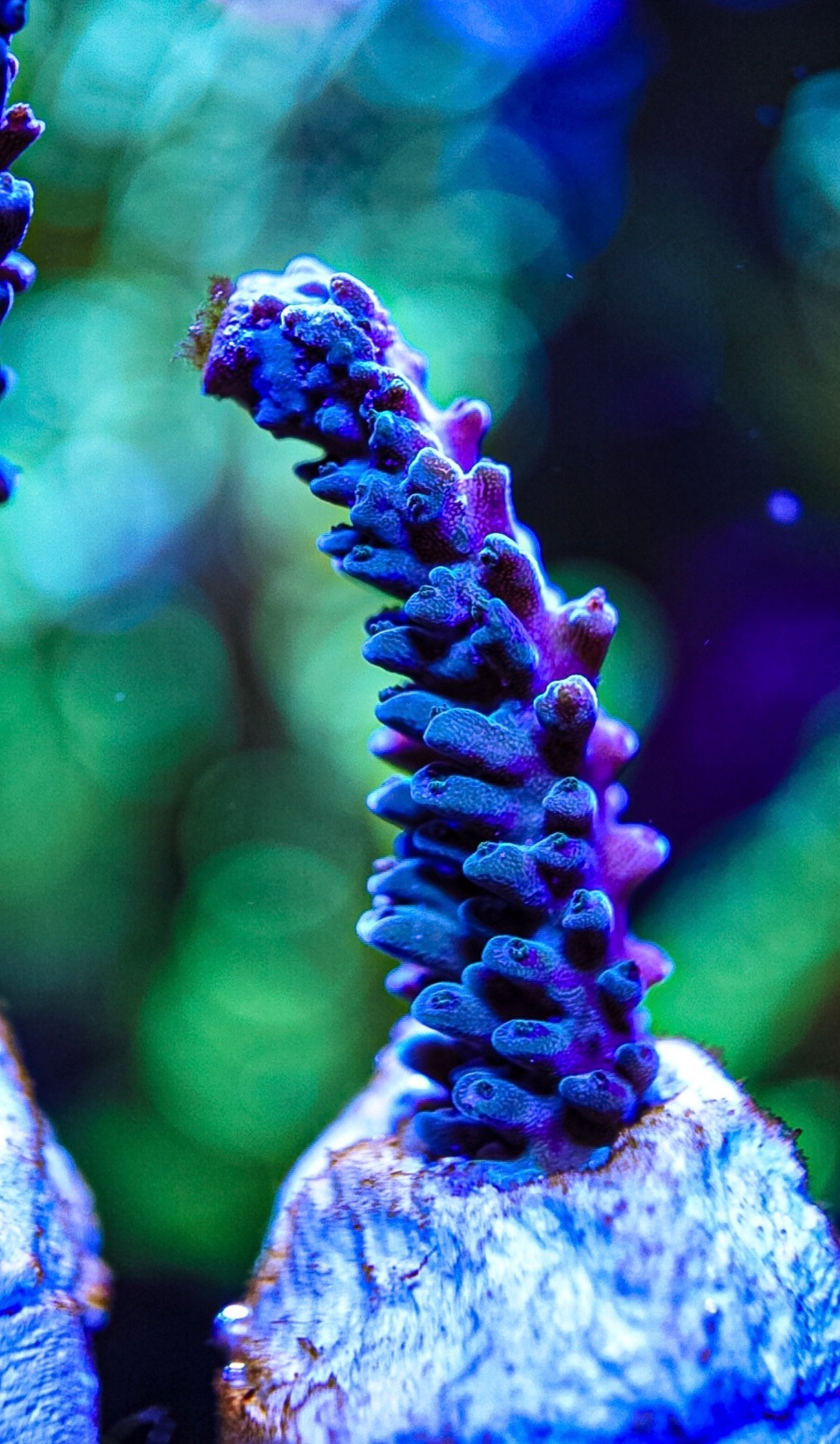 Various sps corals cheap postage