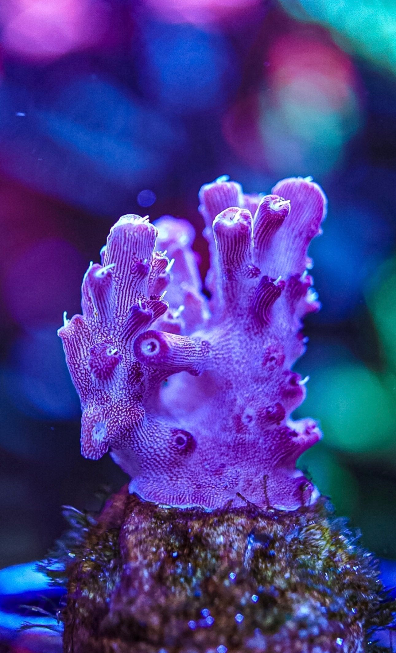 Various sps corals cheap postage
