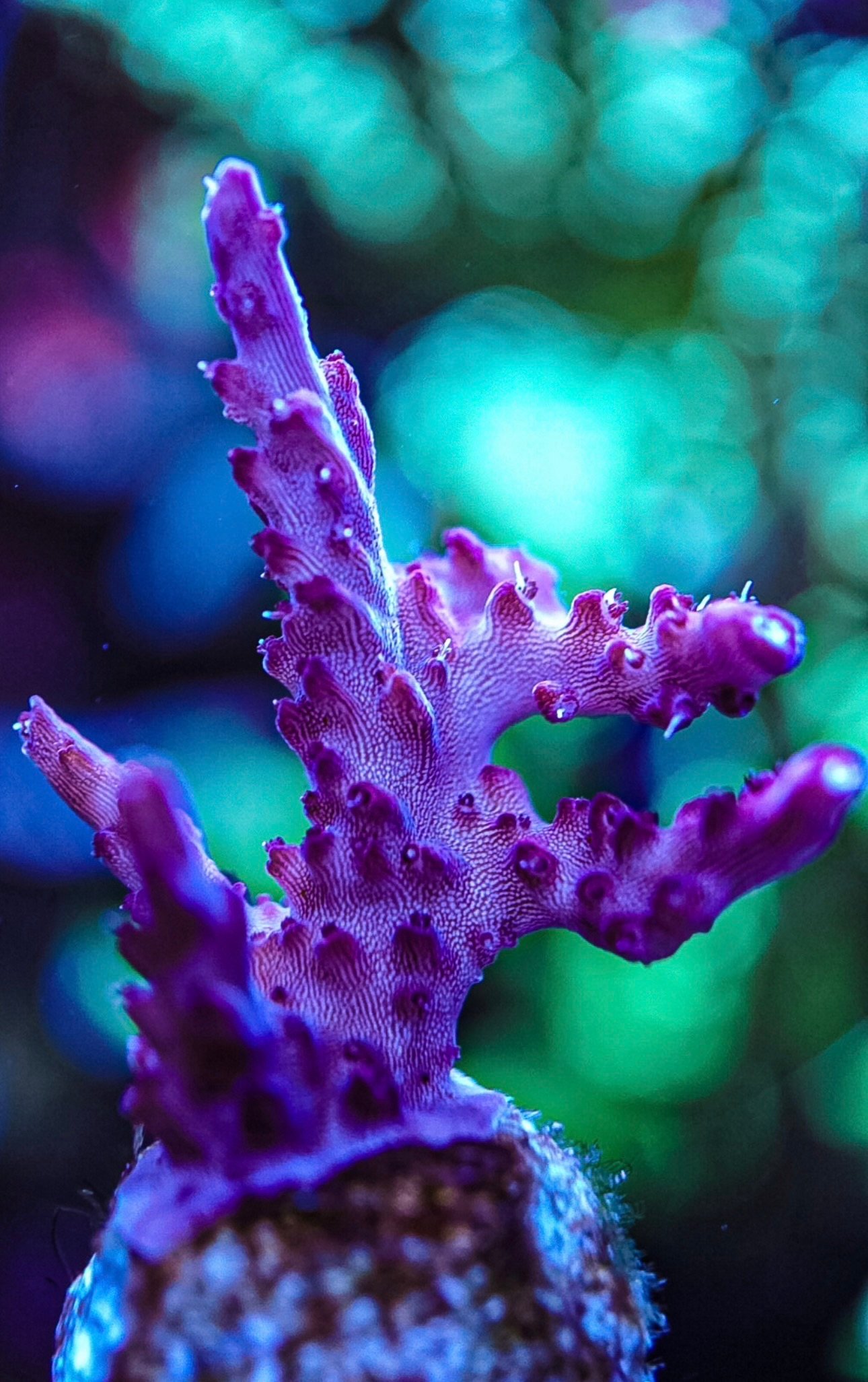 Various sps corals cheap postage