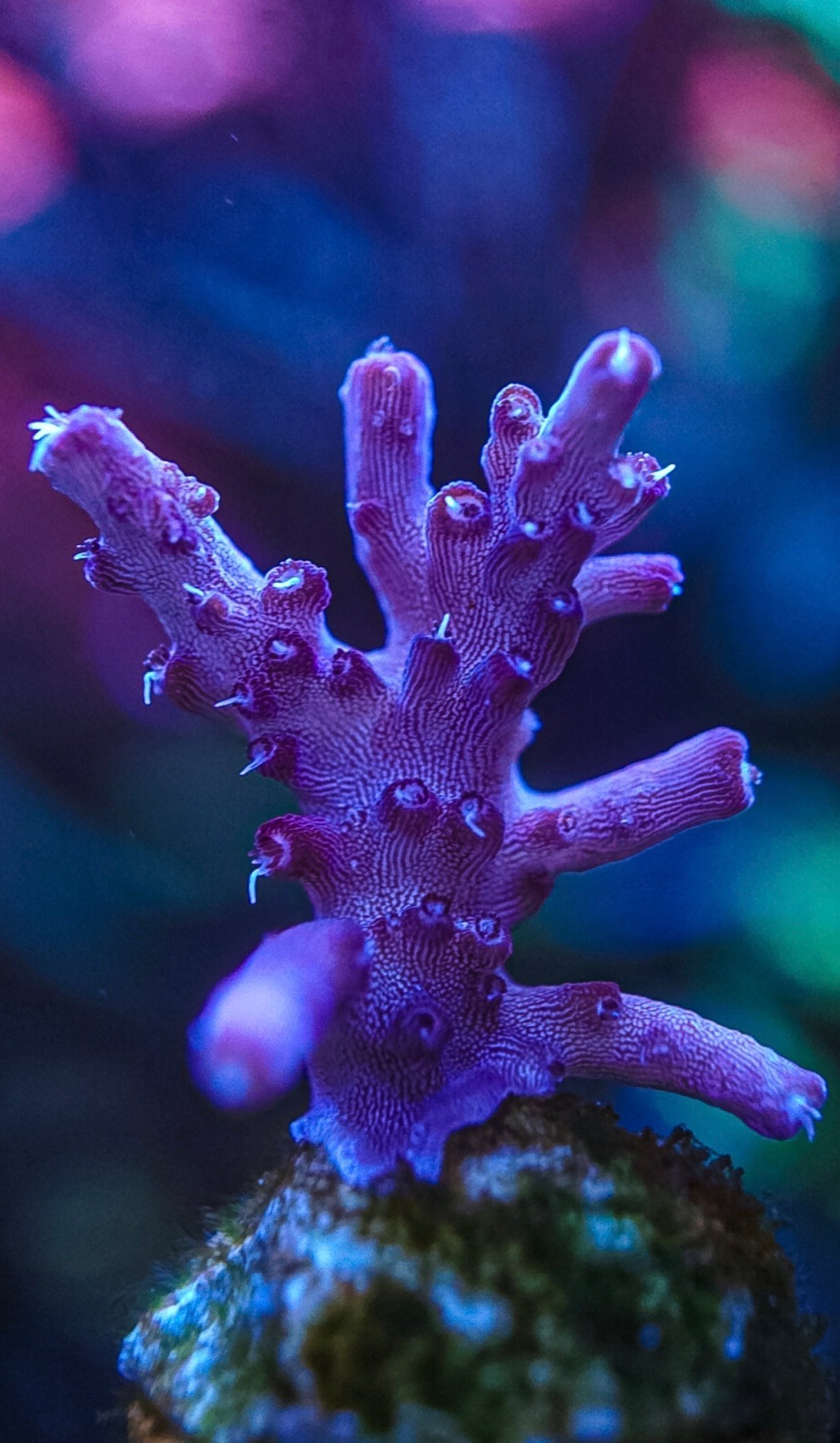 Various sps corals cheap postage