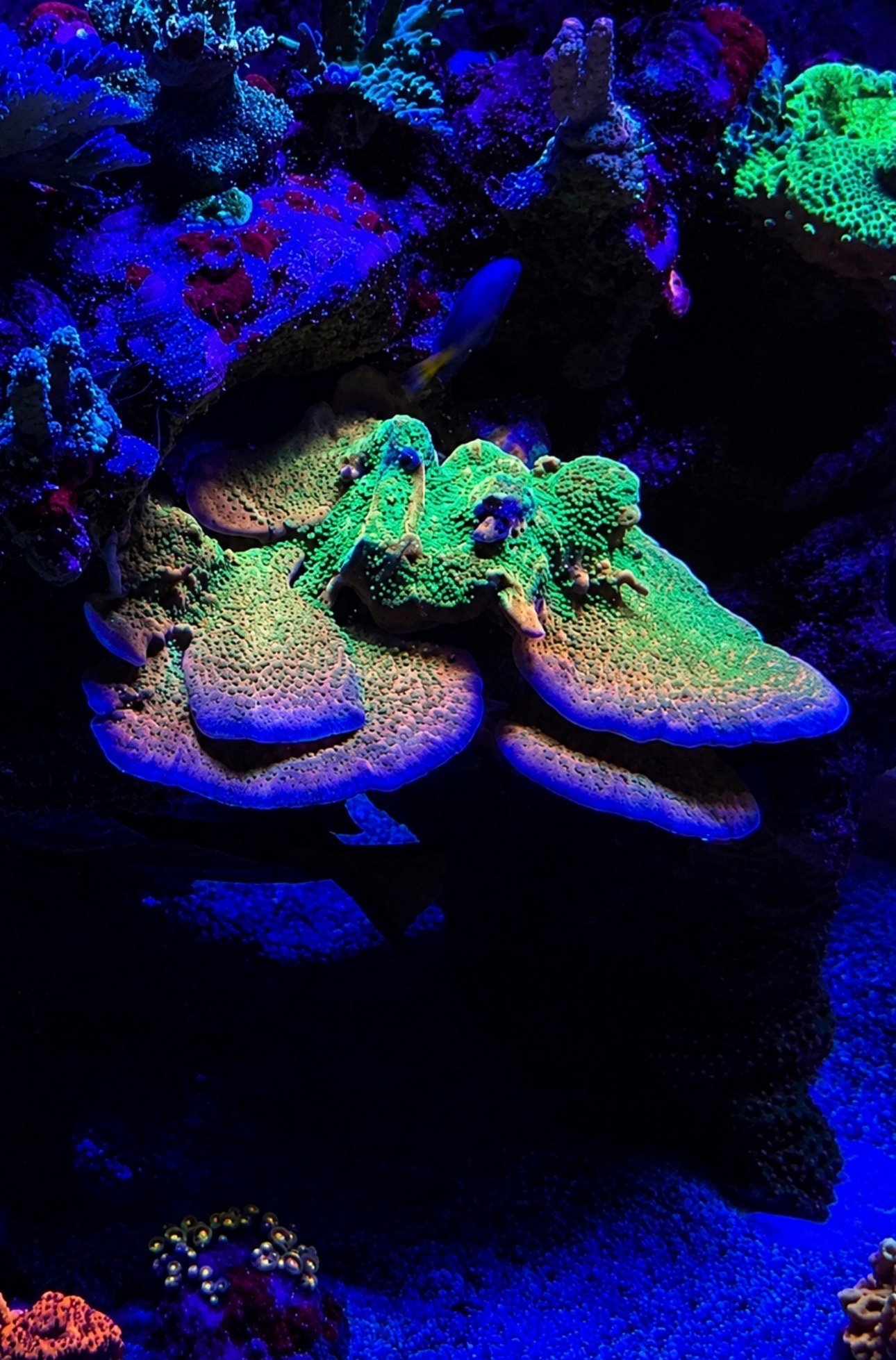 Various sps corals cheap postage